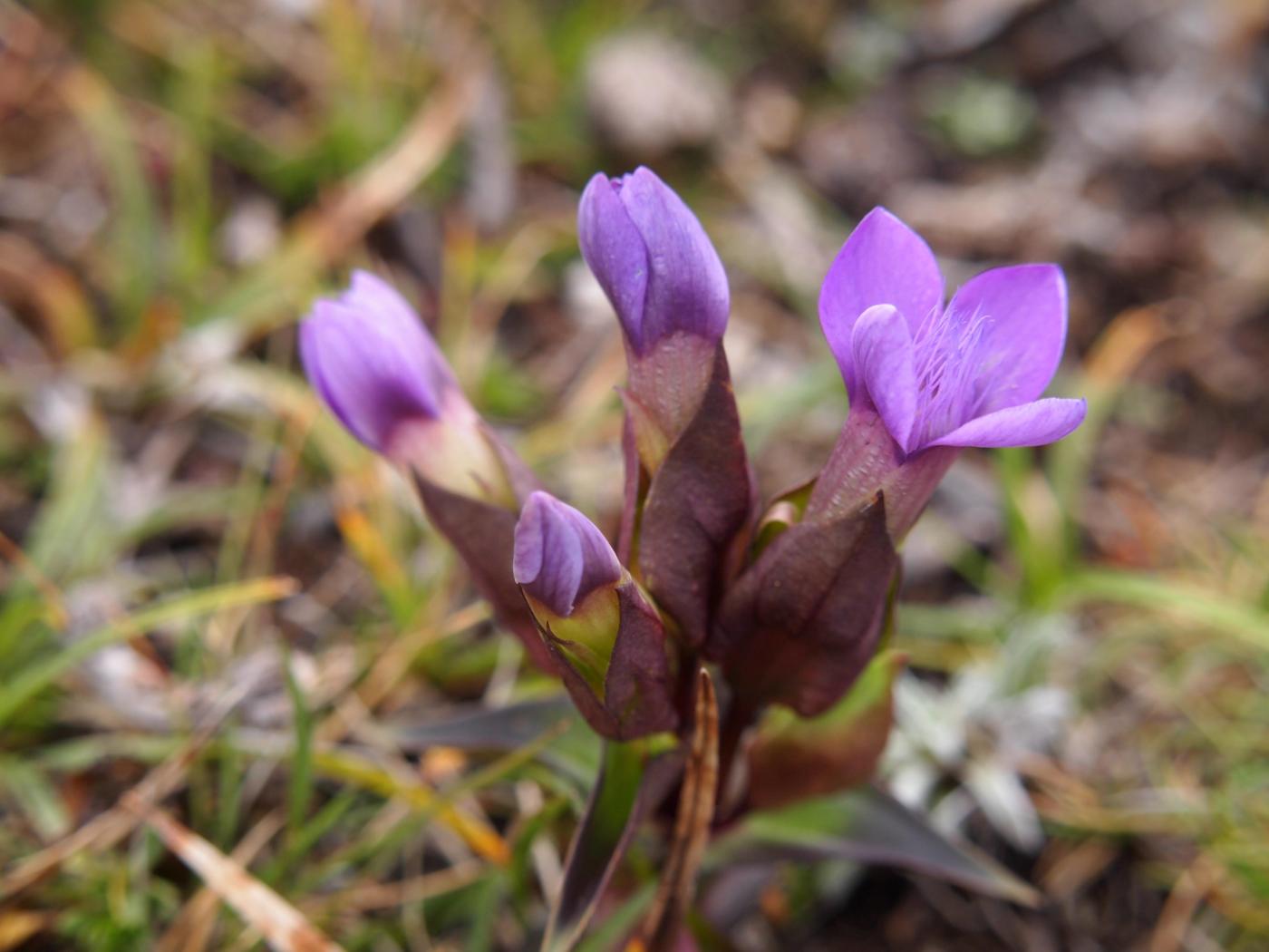 Gentian, Field flower